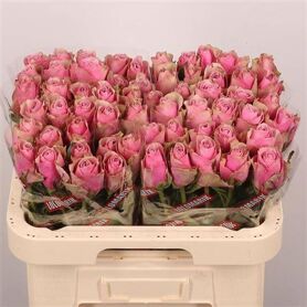 R Gr Athena Royale Extra