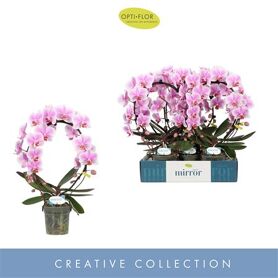 Phal Boog Jasmine 2 Tak