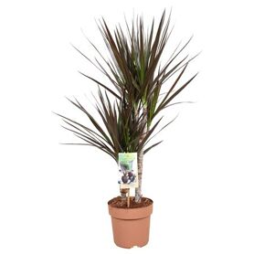Dracaena Magenta 30-15*
