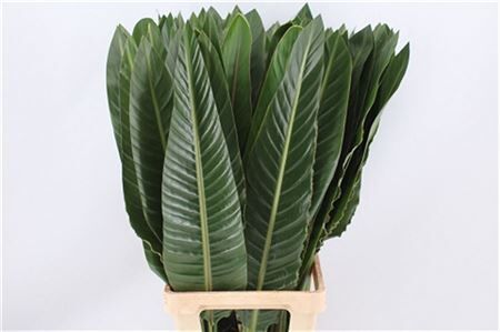 Strelitzia Blad 80cm