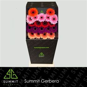 Ge Mi Mixed Africa Diamond Diamond