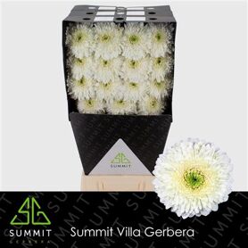 Ge Gb Moon Kick Diamond