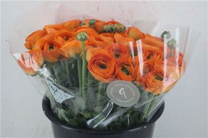 Ran Cloni Sup Lambada