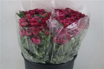 Ran Elegance Hot Pink