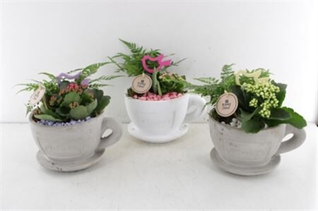 Arr2 Pl Cup Of Plants - Mix