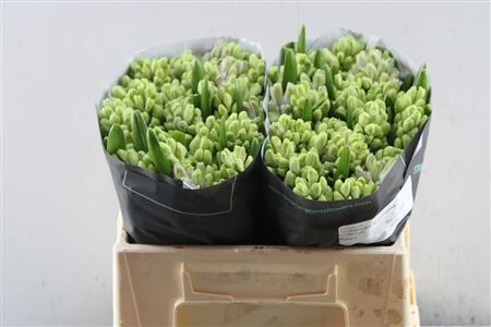 Hyac Splend Cornelia