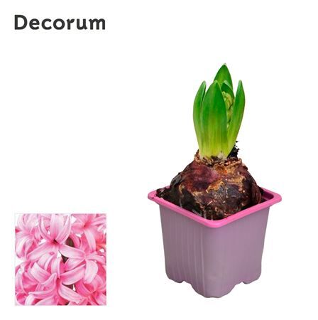 Hya A Pink Pearl 1pp