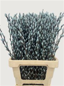 Salix Wilgenkatjes Light Blue 70cm P Stem