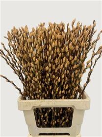 Salix Wilgenkatjes Salmon 70cm P Stem