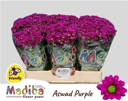Chr S Mad Aswad Purp