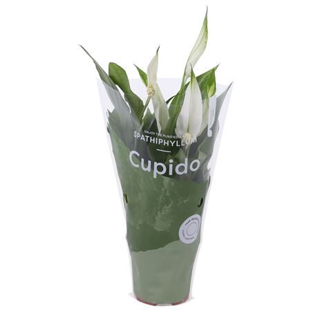 Spath Pearl Cupido 2+