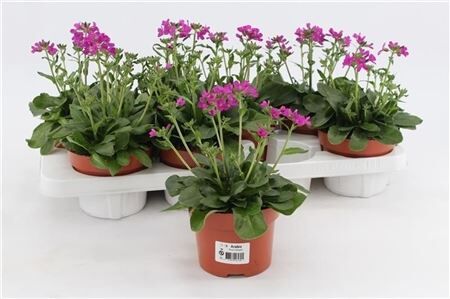 Arabis Rose Delight