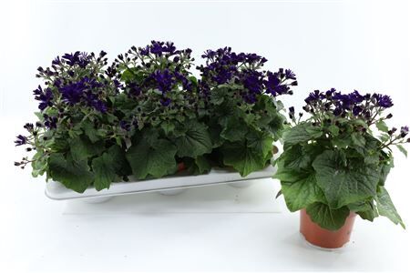 Pericallis Mandala Purple