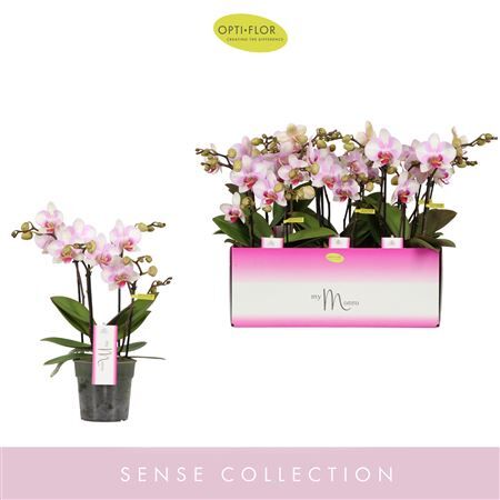 Phal Mymonro Make Up 4 Spike