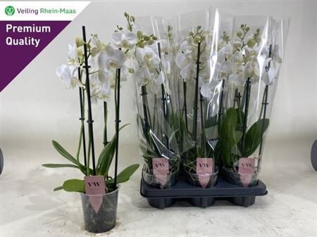 Phalaenopsis Anthura Inverness