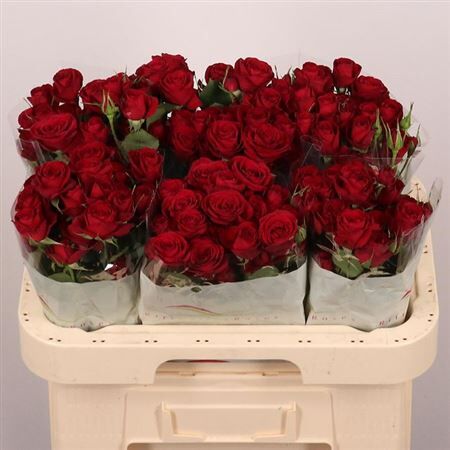 R Tr Red Trendsetter