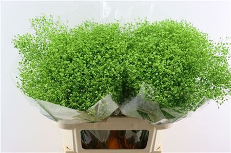 Gyps Grof Apple Green (dip)