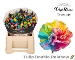 Tu Du Double Rainbow