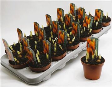 Crocus Orange Monarch