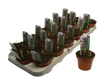 Fritillaria Meleagris