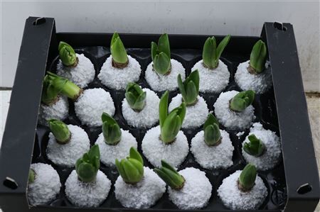 Wax Hyacinth Snow Wit
