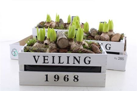 Arr Hyac Veiling Kist 6 Pp