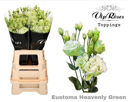 Eust G Alissa Heavenly Green