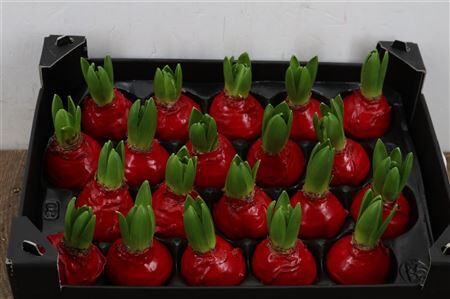Wax Hyacinth Rood