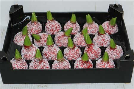 Wax Hyacinth Snow Rood