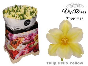 Tu En A Hello Yellow