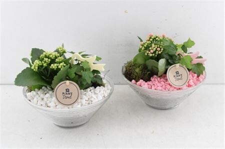 Arr2 Pl Glas Schaal Ribbel - Roze/wit