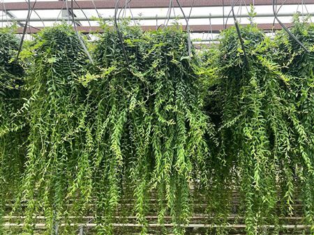 Aeschynanthus Japhrolepis Xxl