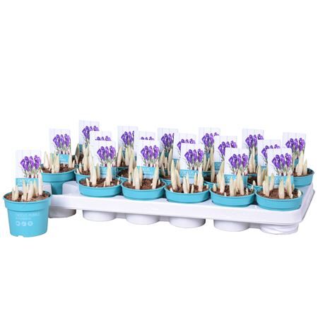 Crocus Vernus Remembrance