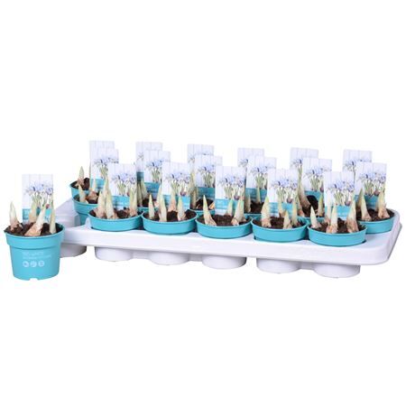 Iris Katharina Hotchkin