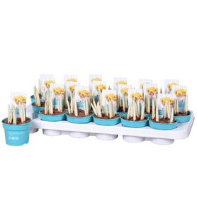 Crocus Vernus Flavus