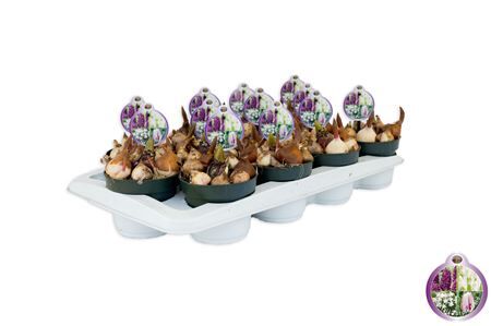 Cocktail Purple Field