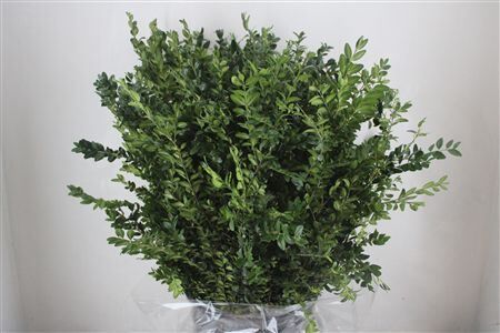 Buxus Green P Bunch