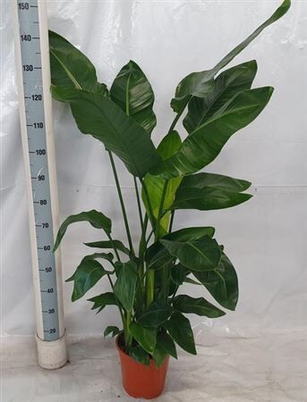 Strelitzia Nicolai 3pp
