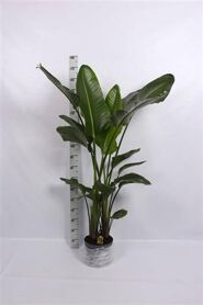 Strelitzia Nicolai 4pp