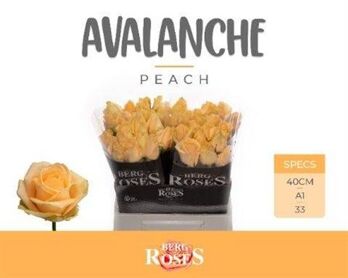 R Gr Avalanche Peach X 40