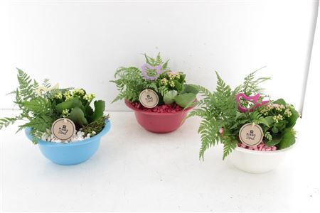 Arr2 Pl Zink Bowl Color Mix