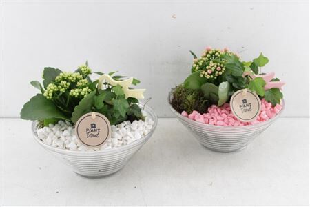 Arr2 Pl Glas Schaal Ribbel - Roze/w