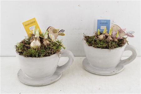 Arr4 Bollenmix Mb201 - Beton Kop &