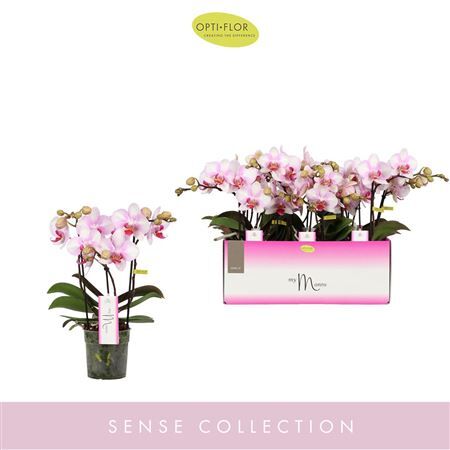 Phal Mymonro Make-up 3 Spike