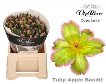 Tu En A Apple Bandit