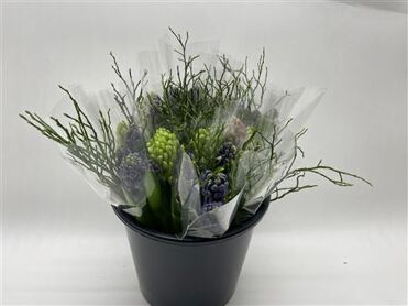 Mono Hyacint Ass. X5