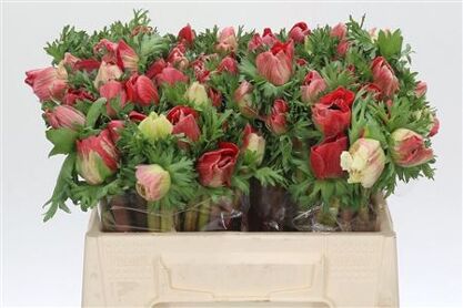 Anemone Mistral Plus Red