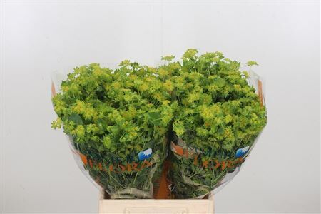 Bupleurum Rotundifol