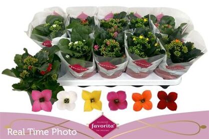 Kalan Bl Gemengd 6kl