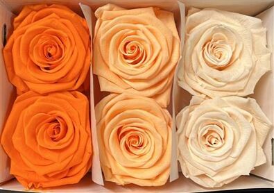 Ro Pres Classic Mix Orange